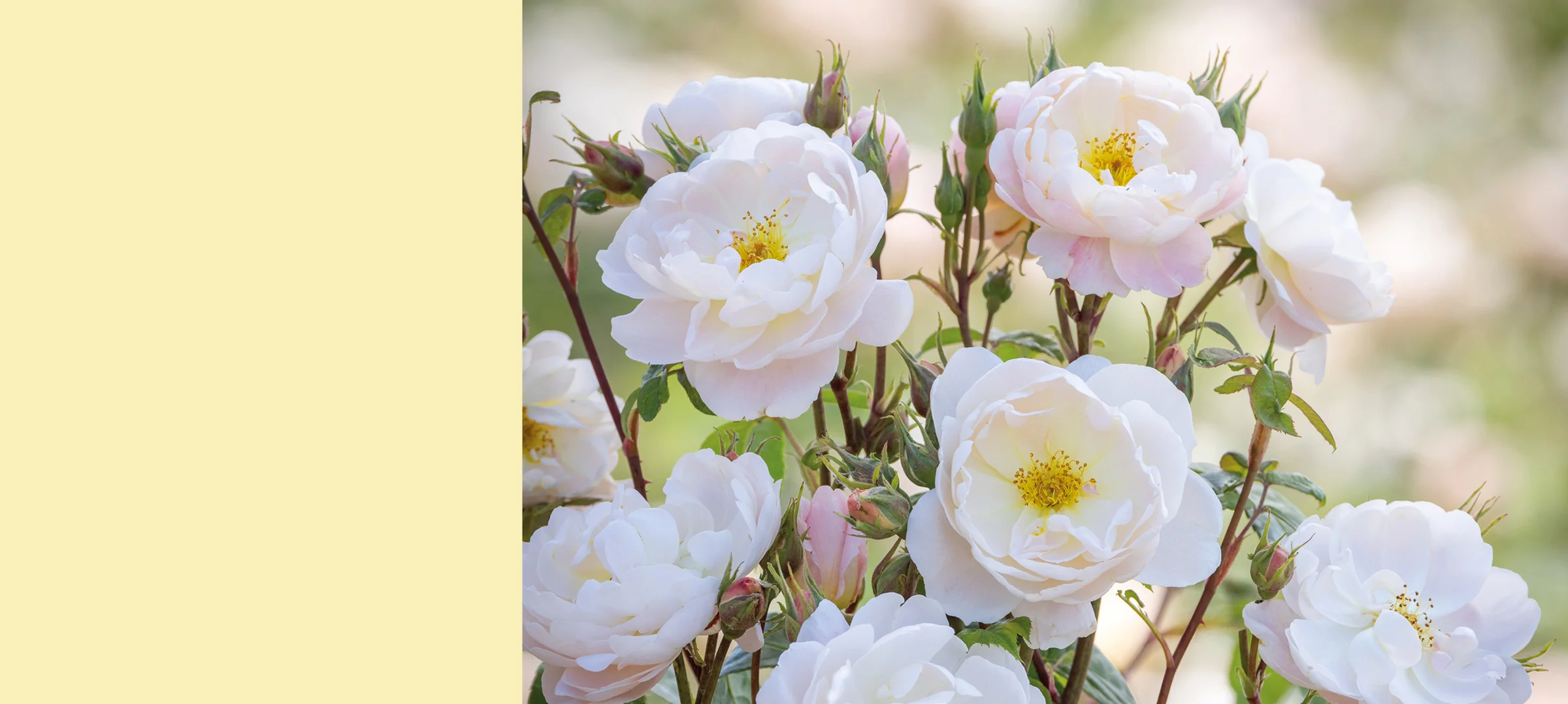 Exquisite English Roses Since 1961