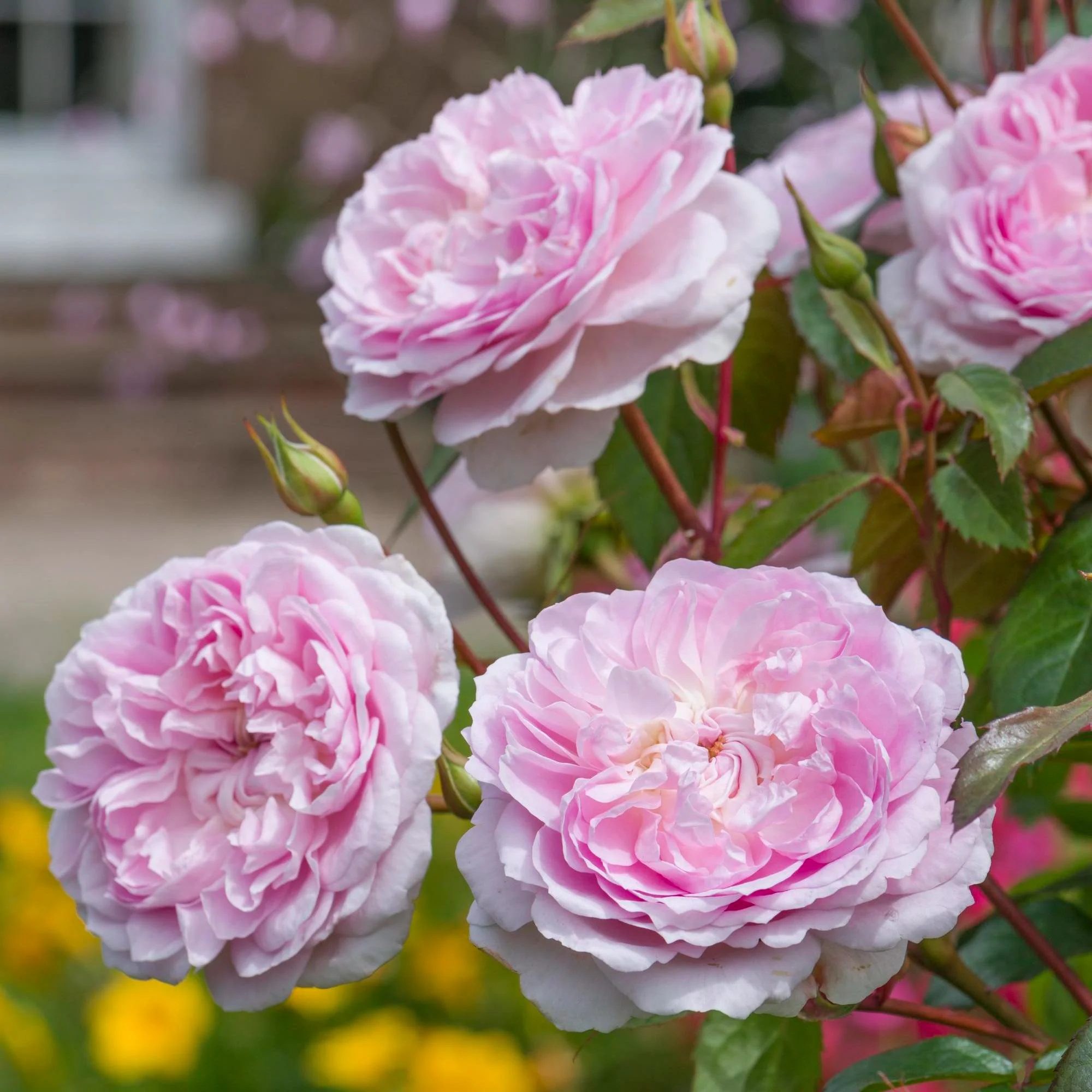 Best For Flowering
